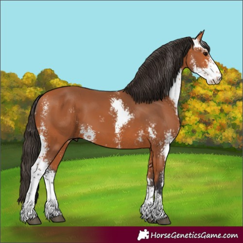 Horse Color:Bay Sabino 