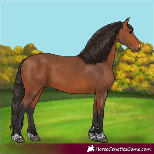 Horse Color:Bay 