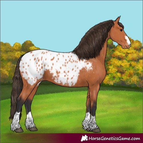Horse Color:Bay Appaloosa 