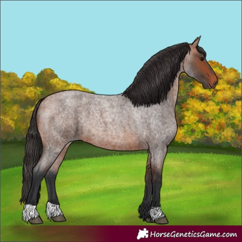 Horse Color:Bay Roan 