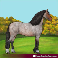 Horse Color:Bay Roan 