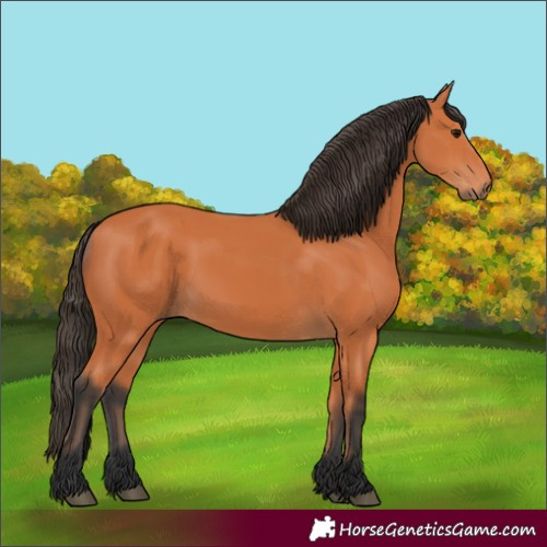Horse Color:Bay 