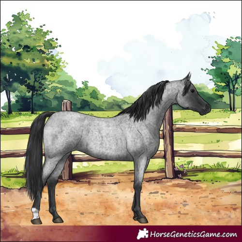 Horse Color:Blue Roan