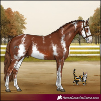 Horse Color:Chestnut Sabino 