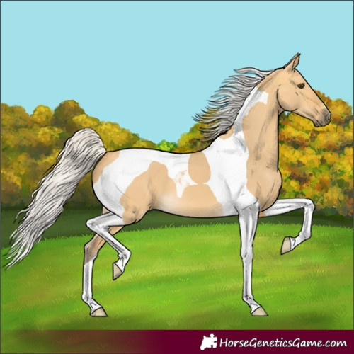 Horse Color:Silver Buckskin Dun Tobiano 