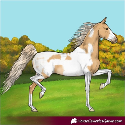 Horse Color:Palomino Dun Tobiano Frame Rabicano 