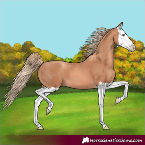Horse Color:Gold Champagne Splash 