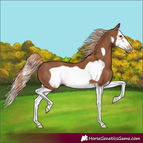 Horse Color:Chestnut Splash Frame 