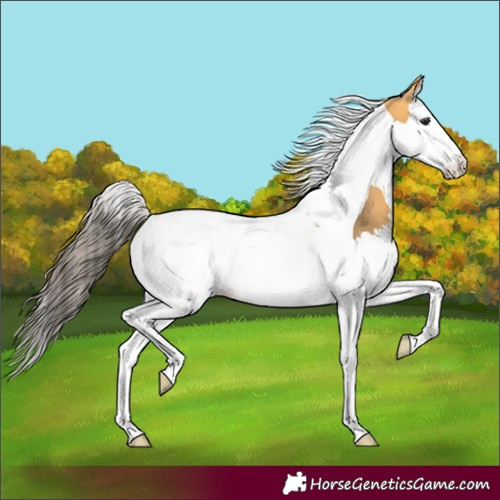 Horse Color:Buckskin Splash Tobiano