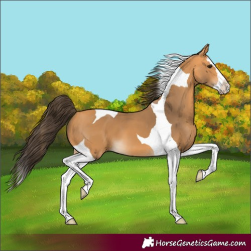 Horse Color:Unknown 