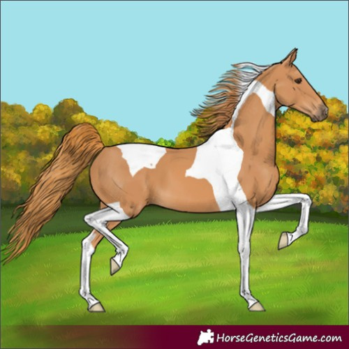Horse Color:Chestnut Tobiano 