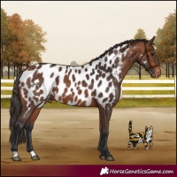 Horse Color:Bay Appaloosa 