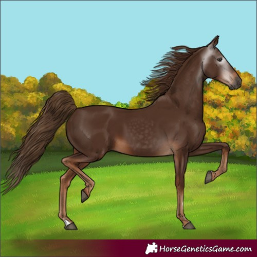 Horse Color:Gray Chestnut 