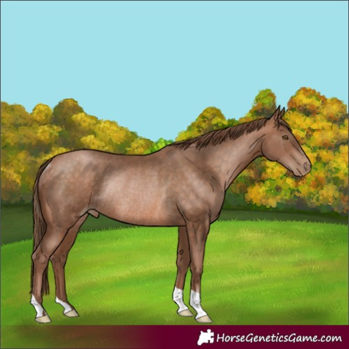 Horse Color:Brown Pearl Rabicano 