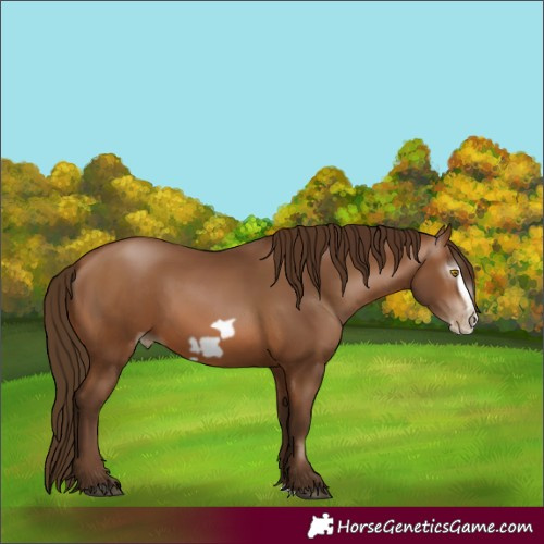 Horse Color:Gray Bay Pearl Splash Frame