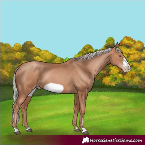 Horse Color:Silver Black Pearl Frame 