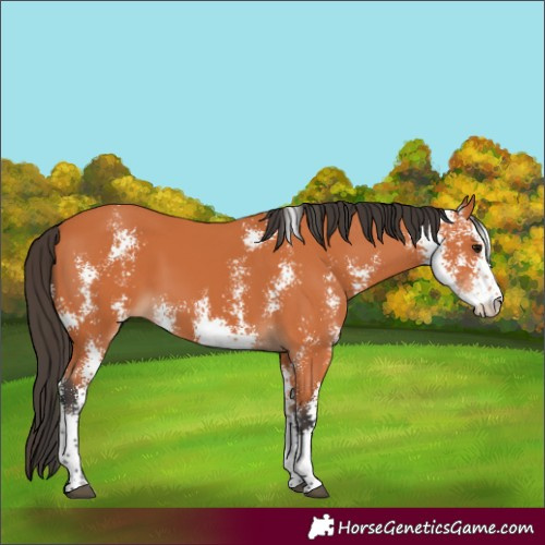 Horse Color:Bay Sabino