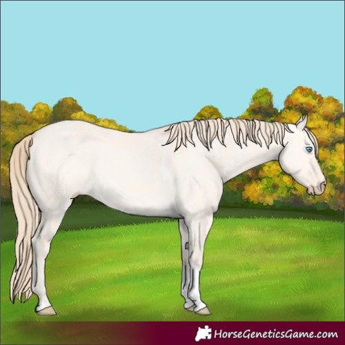 Horse Color:Perlino Dun Tobiano