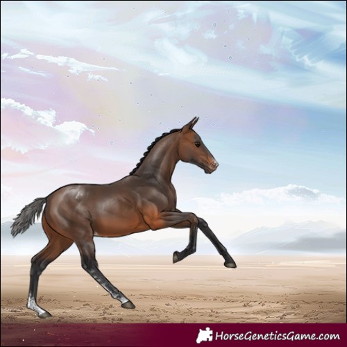 Horse Color:Brown Sabino Appaloosa Rabicano