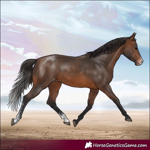 Horse Color:Brown Sabino Appaloosa Rabicano