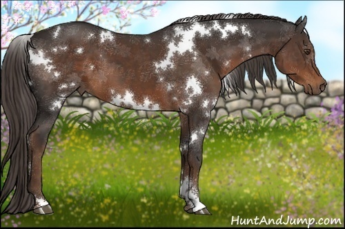 Horse Color:White Spotted Liver Chestnut Sabino 