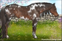 Horse Color:White Spotted Liver Chestnut Sabino