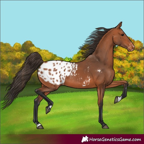 Horse Color:Bay Blanket