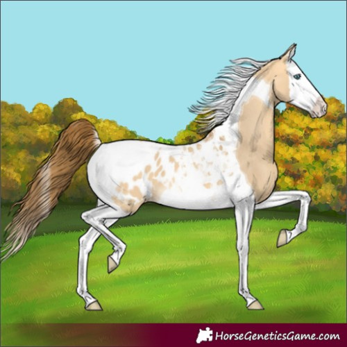 Horse Color:Buckskin Dun Splash Tobiano Blanket