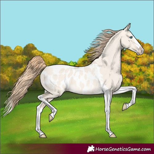 Horse Color:Perlino Dun Splash Tobiano Appaloosa 