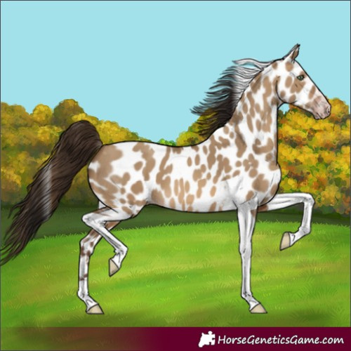 Horse Color:Gray Amber Champagne Dun Tobiano Appaloosa 