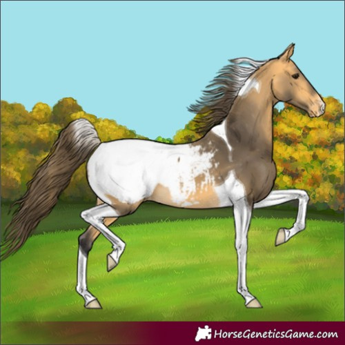 Horse Color:Buckskin Tobiano Snowcap