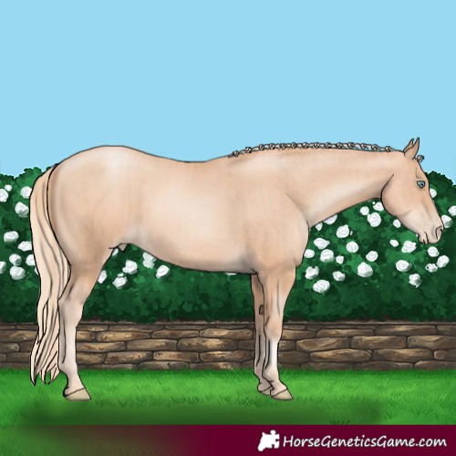 Horse Color:Gold Champagne Pearl Rabicano  and Gold Champagne Pearl Rabicano 