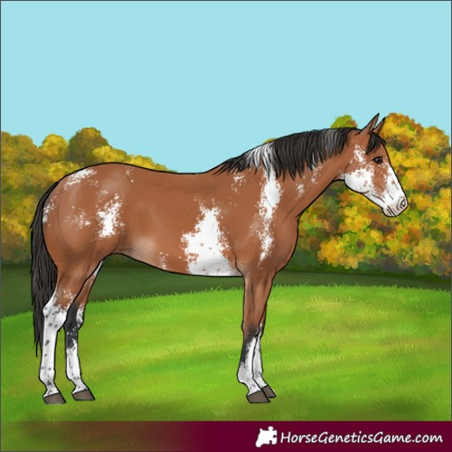 Horse Color:Bay Sabino 