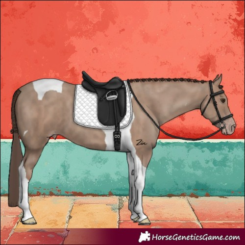 Horse Color:Classic Champagne Tobiano