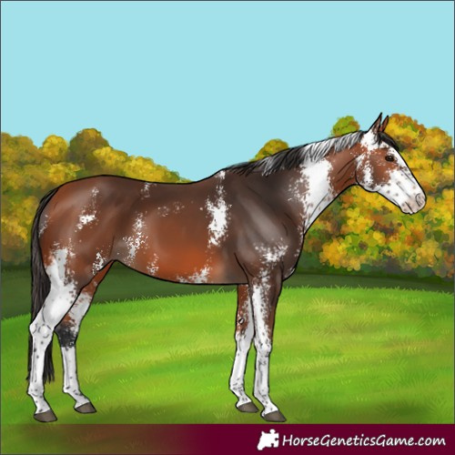 Horse Color:Bay Sabino 