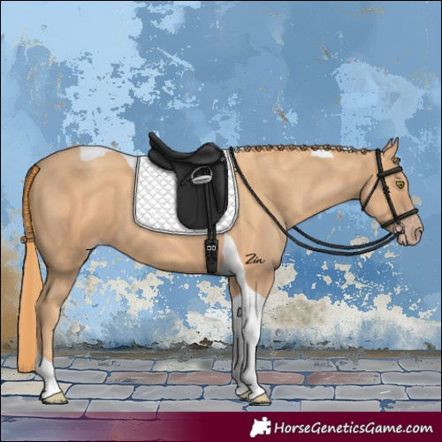 Horse Color:Gold Champagne Tobiano 