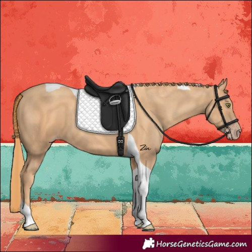 Horse Color:Gold Champagne Tobiano