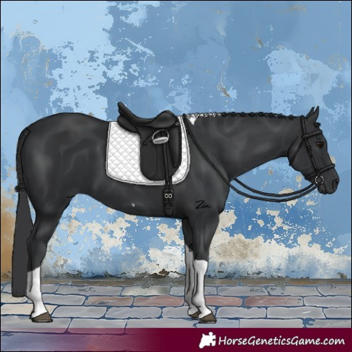 Horse Color:Black Tobiano