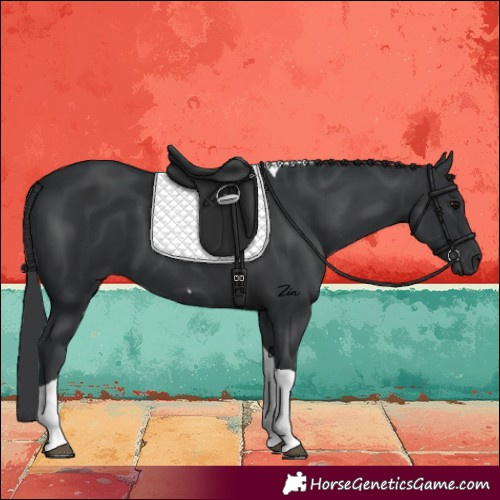 Horse Color:Black Tobiano