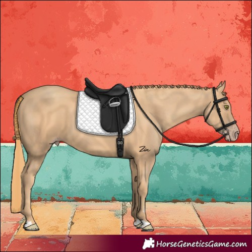 Horse Color:Gold Champagne