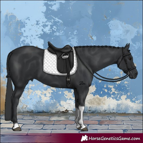 Horse Color:Black Tobiano