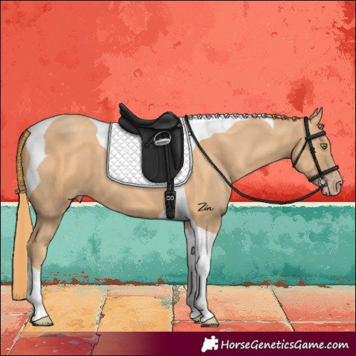 Horse Color:Gold Champagne Tobiano