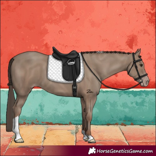 Horse Color:Classic Champagne Tobiano