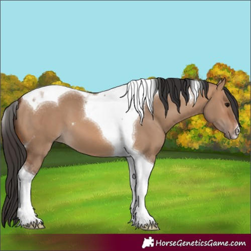 Horse Color:Bay Dun Tobiano