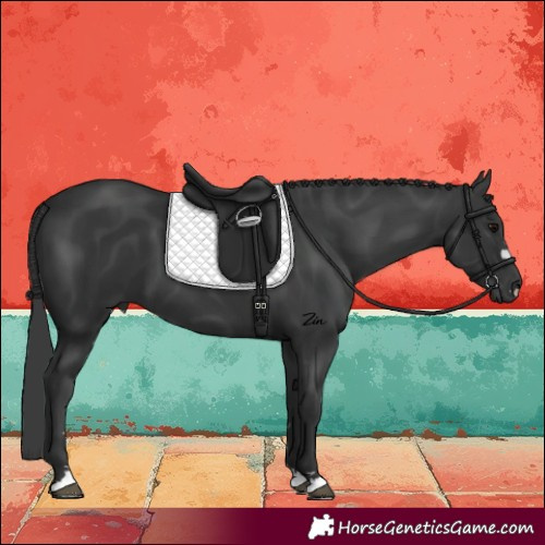 Horse Color:Black 