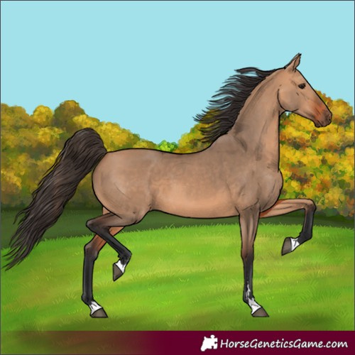 Horse Color:Bay Dun