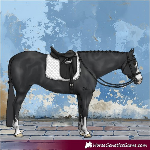 Horse Color:Black 