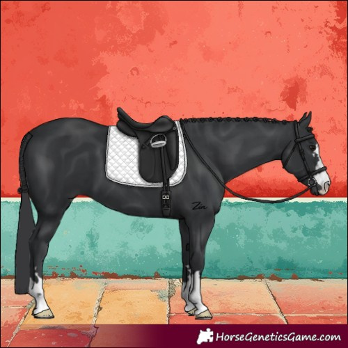 Horse Color:Black 