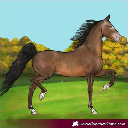 Horse Color:Unknown 