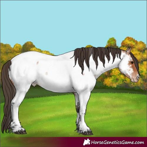 Horse Color:Bay Roan Appaloosa